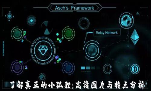 
了解真正的小狐狸：高清图片与特点分析